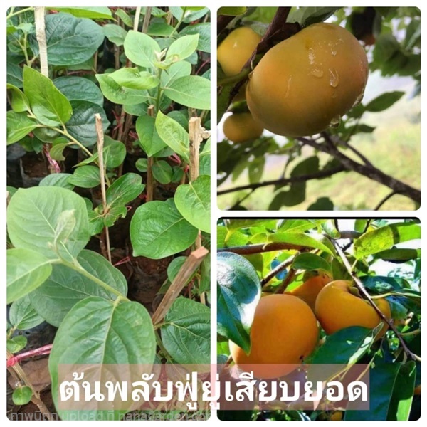 ต้นพลับฟู่ยู่เสียบยอด  | ห้างหุ้นส่วนจำกัด แกรนด์การ์เด้น พลัส - คลองหลวง ปทุมธานี