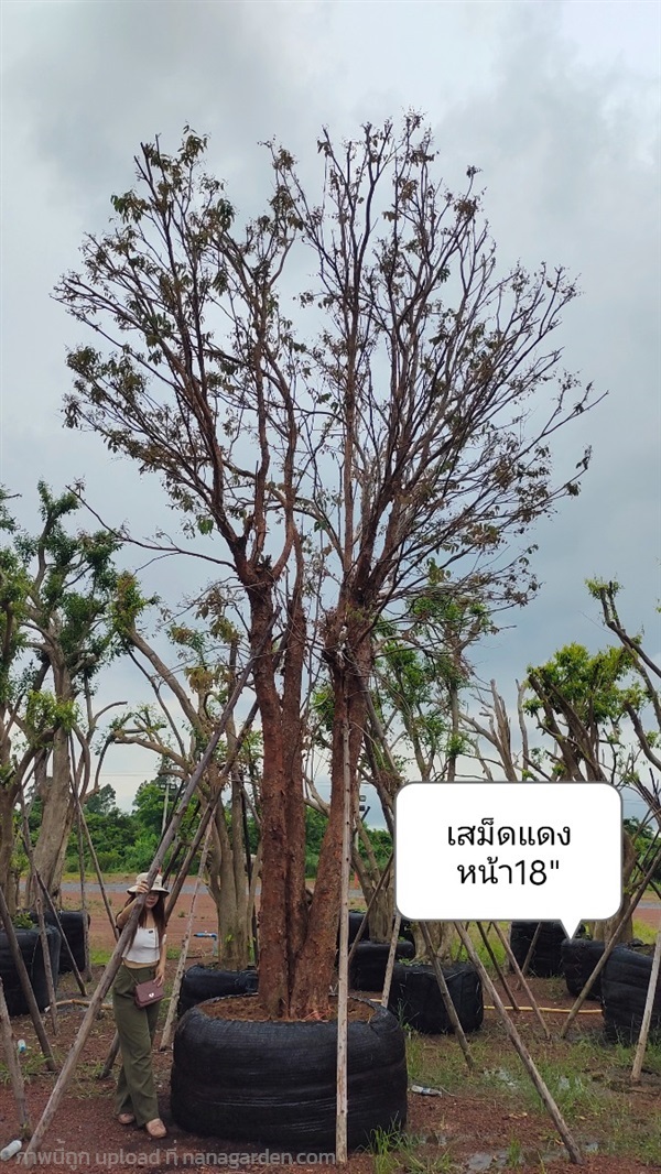 ต้นเสม็ดแดง | สวนสุชานาถพันธ์ไม้ - เมืองปราจีนบุรี ปราจีนบุรี