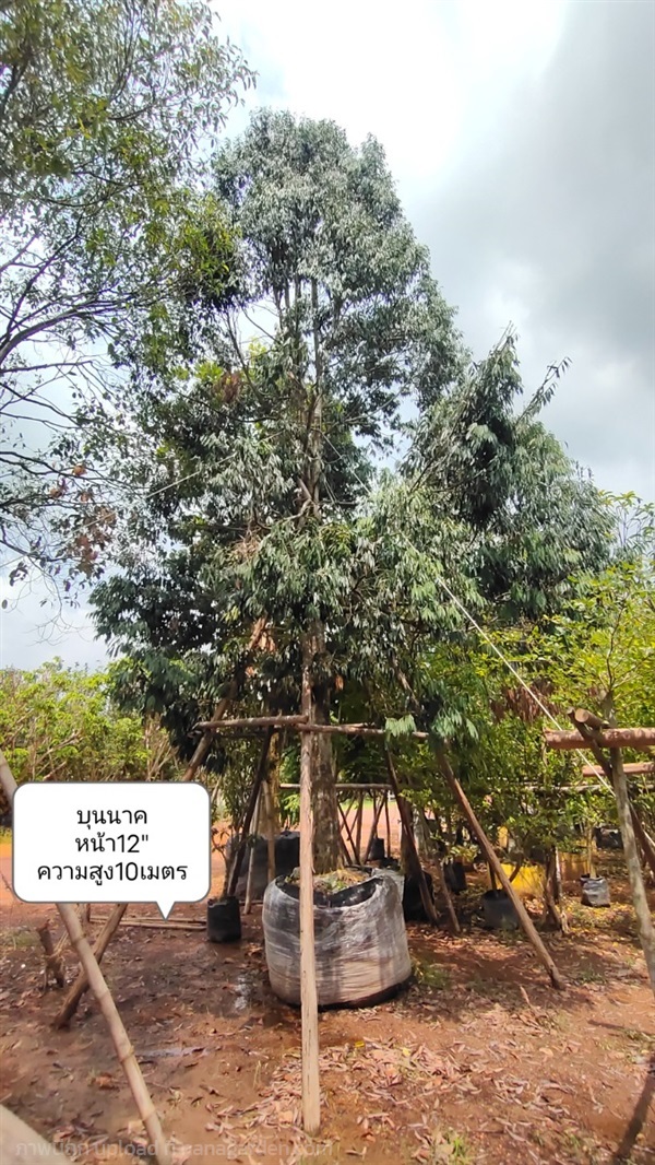 ต้นบุนนาคหน้า18นิ้ว | สวนสุชานาถพันธ์ไม้ - เมืองปราจีนบุรี ปราจีนบุรี