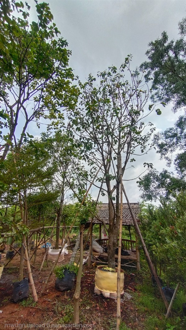 ต้นกระท้อนปุยฝ้าย | สวนสุชานาถพันธ์ไม้ - เมืองปราจีนบุรี ปราจีนบุรี