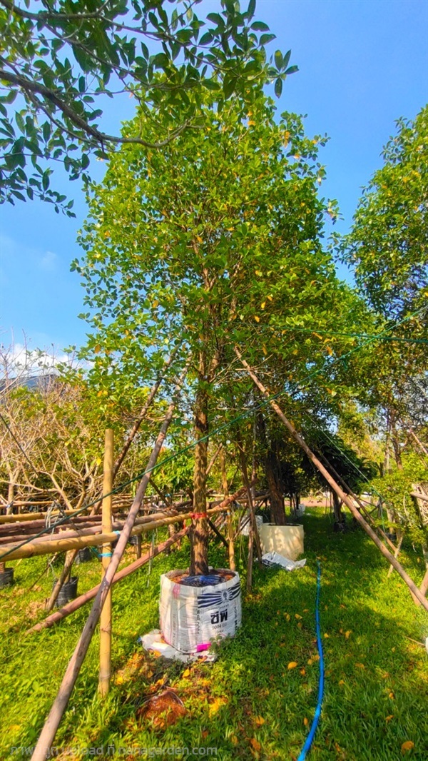 ต้นกันเกราหน้า8" | สวนสุชานาถพันธ์ไม้ - เมืองปราจีนบุรี ปราจีนบุรี