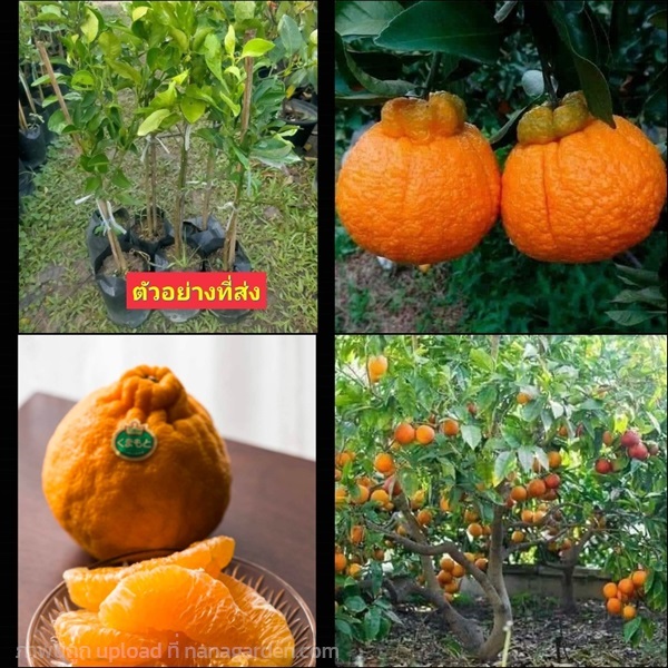 (1ต้น) ต้น ส้มเดกาปอง | Shopping by lewat - เมืองมหาสารคาม มหาสารคาม