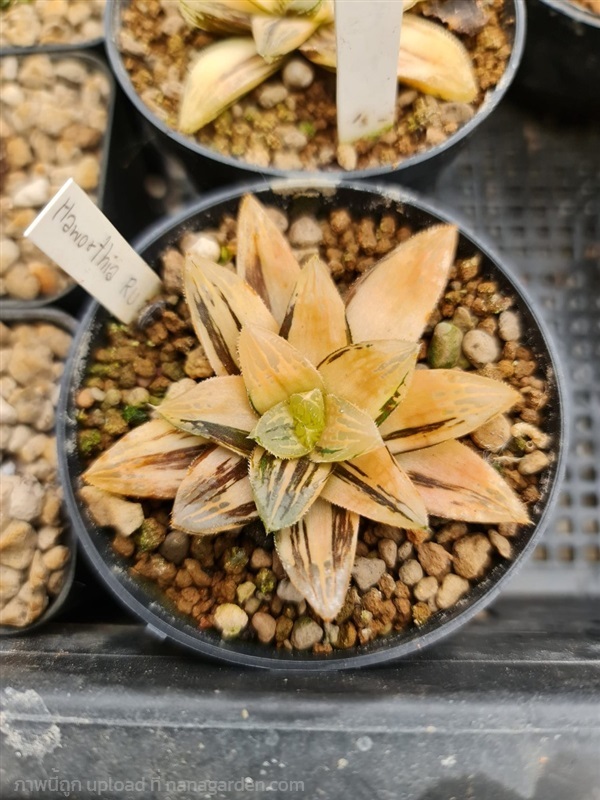 ขายฮาโวเทียด่าง "Haworthia hybrid variegated RU2" | proud garden - เมืองนครปฐม นครปฐม