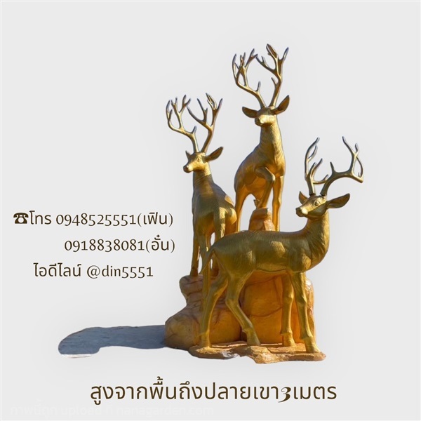 กวาง | ด่านเกวียนเดคคอร์ - โชคชัย นครราชสีมา