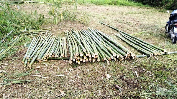 ไม้ไผ่ขนาด 1"-3" ยาว 1.5-3 ม. | สวนแสนดาว - ปากเกร็ด นนทบุรี
