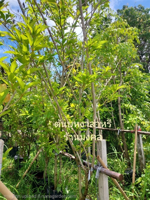 ต้นบุหงาส่าหรี | มงคล - เมืองปราจีนบุรี ปราจีนบุรี