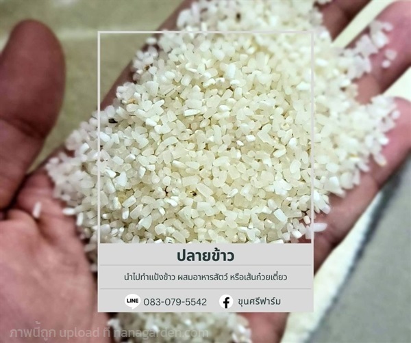 ปลายข้าว  | ขุนศรี ฟาร์ม (โรงสีขุนศรี) - ไทรน้อย นนทบุรี