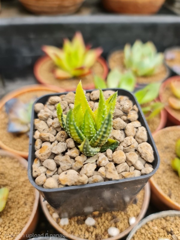 ขายฮาโวเทียม้าลายด่างเหลืองสีสด "Haworthia attenua | proud garden - เมืองนครปฐม นครปฐม