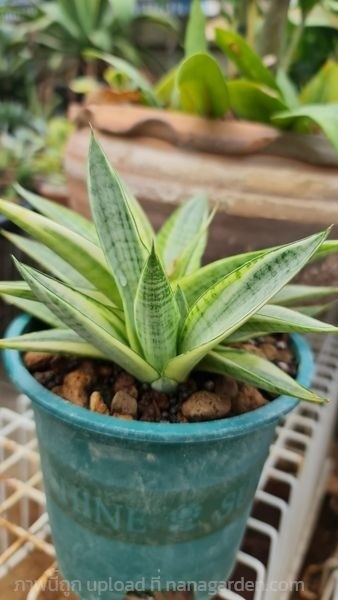 ขายลิ้นมังกร "S. Garbriella white variegated" หน่อ | proud garden - เมืองนครปฐม นครปฐม