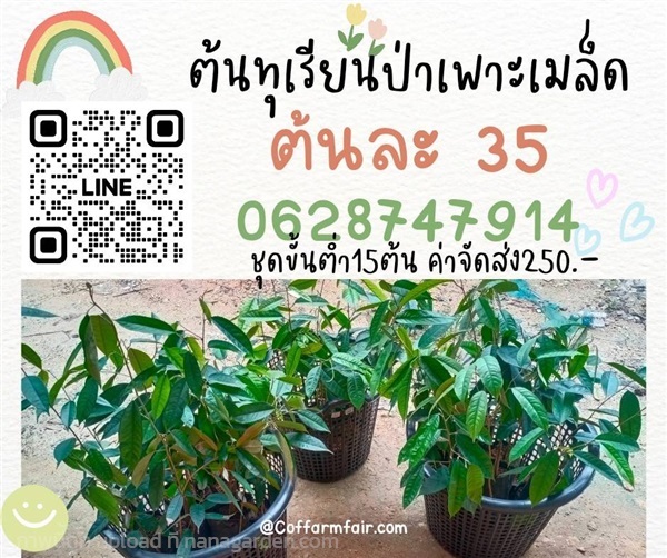 ต้นทุเรียนเพาะเมล็ด สายพันธุ์ป่าระนอง ขั้นต่ำ15ต้น | สนั่นดังกล้าต้นไม้ - เมืองชุมพร ชุมพร