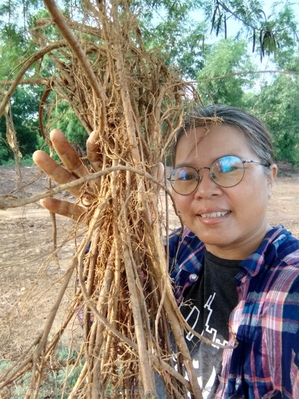 รากกระถินบ้าน | เมล็ดพันธุ์ดี เกษตรวิถีไทย - เมืองระยอง ระยอง