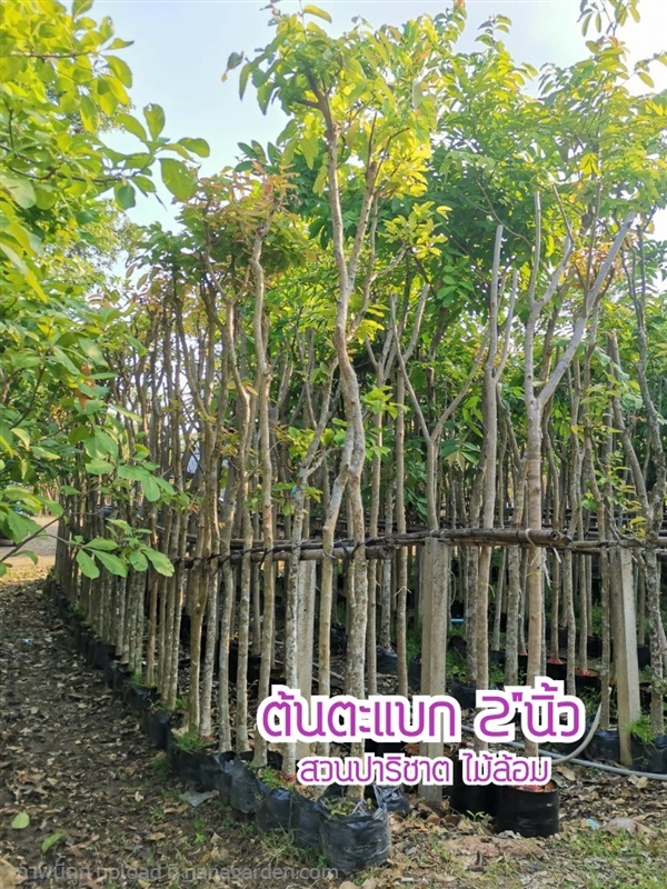 ตะแบก ขนาด 2 นิ้ว | สวนพยอมไม้ล้อม - บ้านนา นครนายก