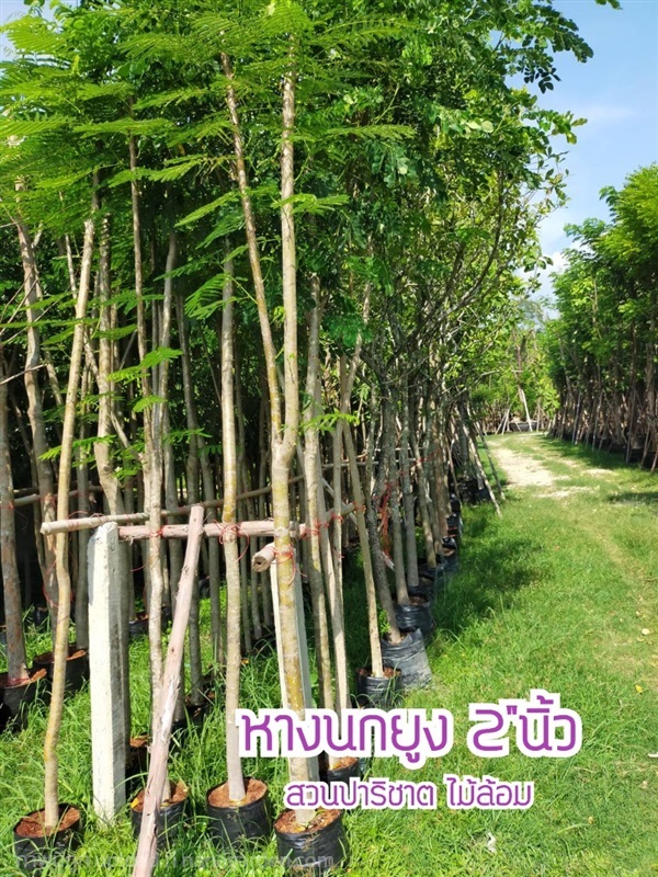 ต้นหางนกยูงฝรั่ง 2"นิ้ว | สวนพยอมไม้ล้อม - บ้านนา นครนายก