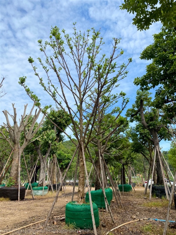 มั่งมี | สวนต้นอ้อ พันธุ์ไม้ - แก่งคอย สระบุรี