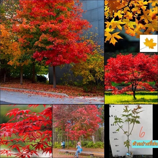 (1ต้น) เมเปิ้ล Maple Tree red maple ต้นเมเปิ้ล ต้น | Shopping by lewat - เมืองมหาสารคาม มหาสารคาม
