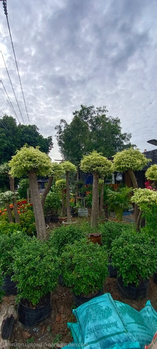 โมกช่อ ,โมกด่างแต่งช่อ,โมกสีทอง แต่งช่อ | นรินทร์พันธุ์ไม้ - เมืองปราจีนบุรี ปราจีนบุรี