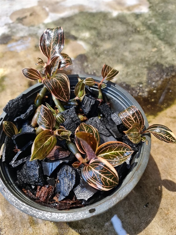 ขายว่านลายน้ำทองด่างสีสวยๆ "Jewel orchid" กอใหญ่ | proud garden - เมืองนครปฐม นครปฐม
