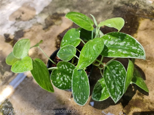 ขายพลู "Silvery anne" กอฟูๆ ใบใหญ่ๆ ลายสวย สีสวย | proud garden - เมืองนครปฐม นครปฐม