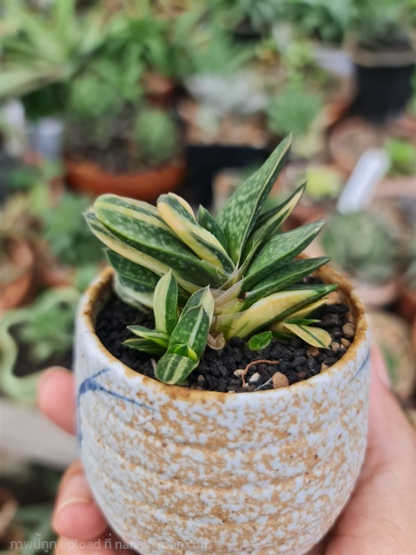 ขายต้นแกสทีเรีด่างกอใหญ่ "Gasteria variegated" | proud garden - เมืองนครปฐม นครปฐม