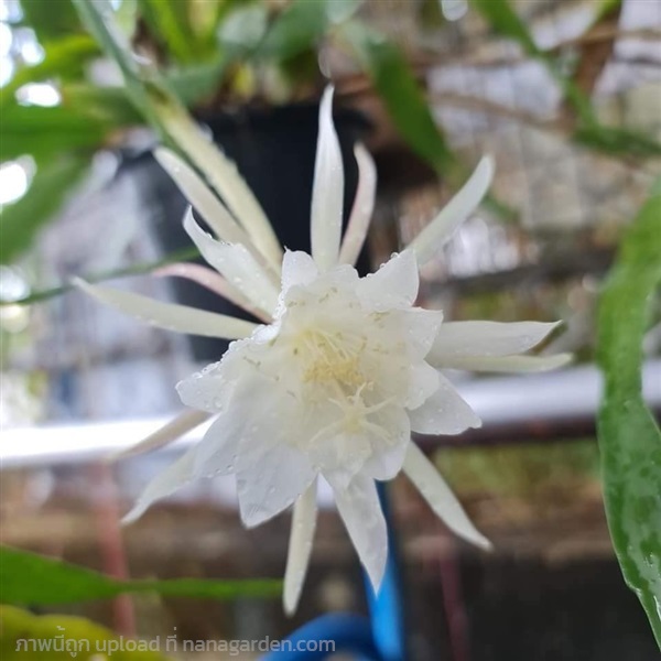 ขายต้นโบตั๋นดอกสีขาว มีกลิ่นหอมอ่อนๆ ปลูกในกระถาง | proud garden - เมืองนครปฐม นครปฐม