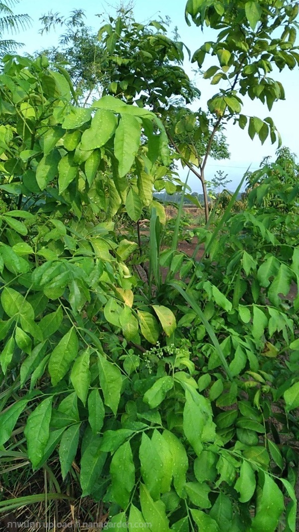 ใบโปร่งฟ้า หรือ ส่องฟ้า เด็ดสดส่ง ปลอดสารพิษจากสวน | เจซีฟาร์ม - เวียงชัย เชียงราย