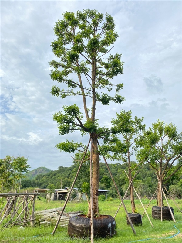 มั่งมี | สวนตั้มเครนพันธ์ไม้ - แก่งคอย สระบุรี