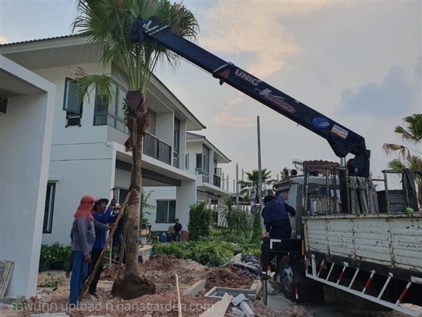 บริการย้ายต้นไม้ ขนย้ายต้นไม้ trees migrating | สวนป้าแตง คลอง 15 -  นครนายก