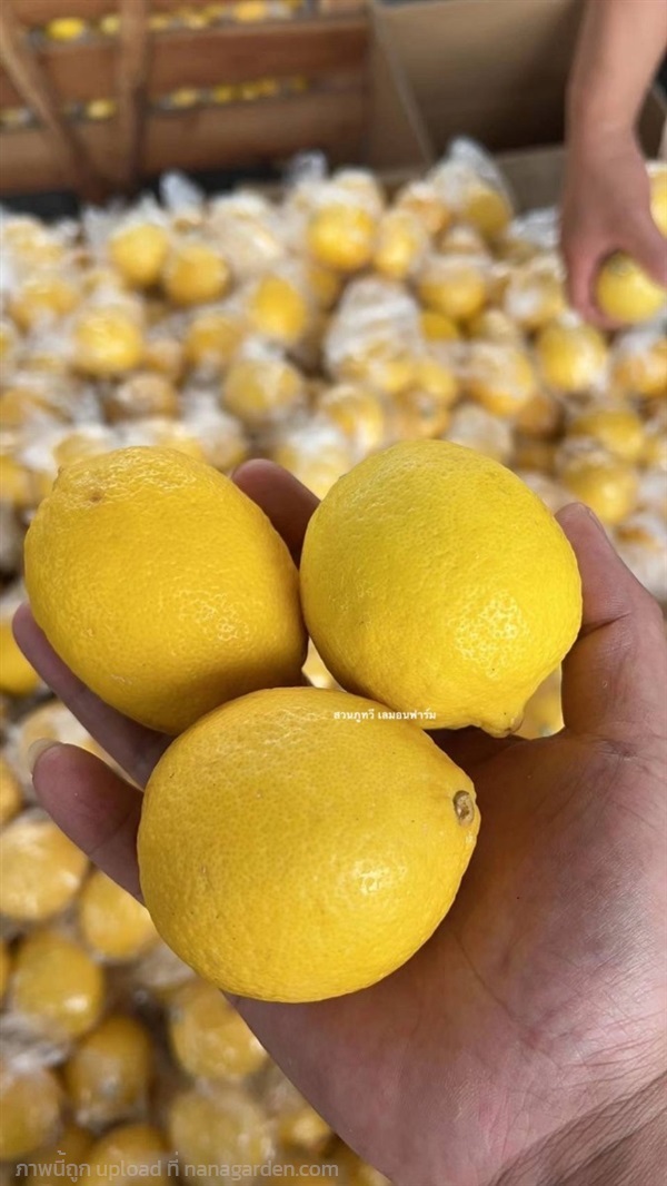 Lemon  เลมอน มะนาวเหลือง (ขายส่งยกลัง) | สวนภูทวี  - บางใหญ่ นนทบุรี