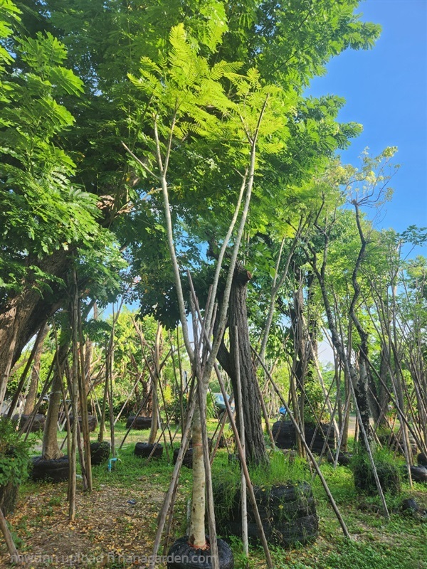 ต้นหางนกยุง | สวนป้าควรพันธ์ไม้ -  สระบุรี