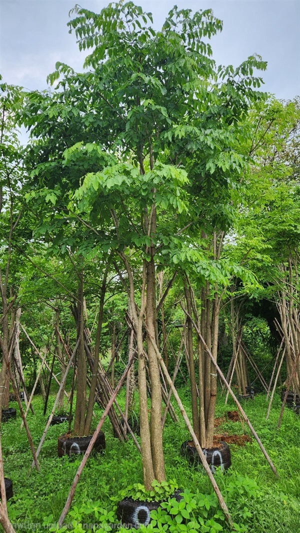 ต้นประดู่ป่า | สวนป้าควรพันธ์ไม้ -  สระบุรี