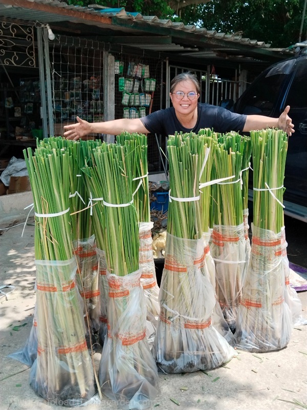 ํธูปฤษี ขายต้นกล้า/เมล็ด/ใบ/ดอก | เมล็ดพันธุ์ดี เกษตรวิถีไทย - เมืองระยอง ระยอง