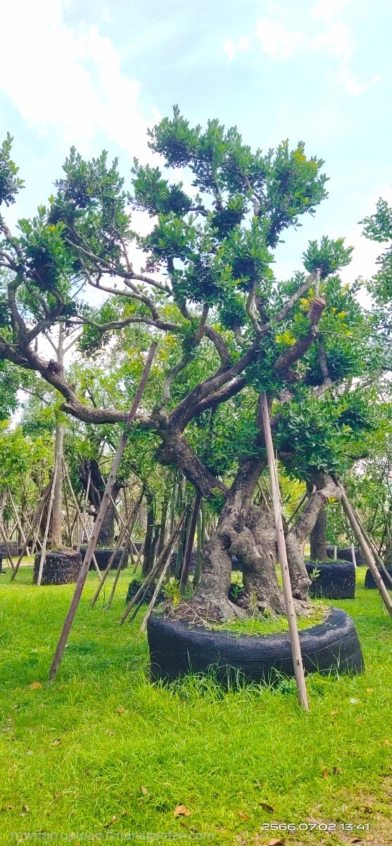 ต้นหว้าน้ำโขงทรงไม้บอลไซล์ลีรา | สวนสมใจนึก - แก่งคอย สระบุรี