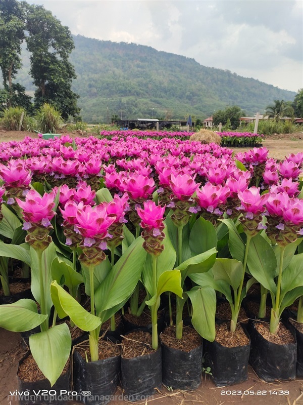 ปทุมมา,บัวสวรรค์ | สวนลุงไสวภูเรือ - ภูเรือ เลย