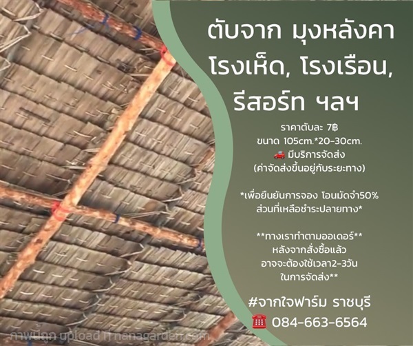 ตับจาก หญ้าคา มุงหลังคา โรงเรือน โรงเห็ด รีสอร์ต | จากใจฟาร์ม - เมืองราชบุรี ราชบุรี