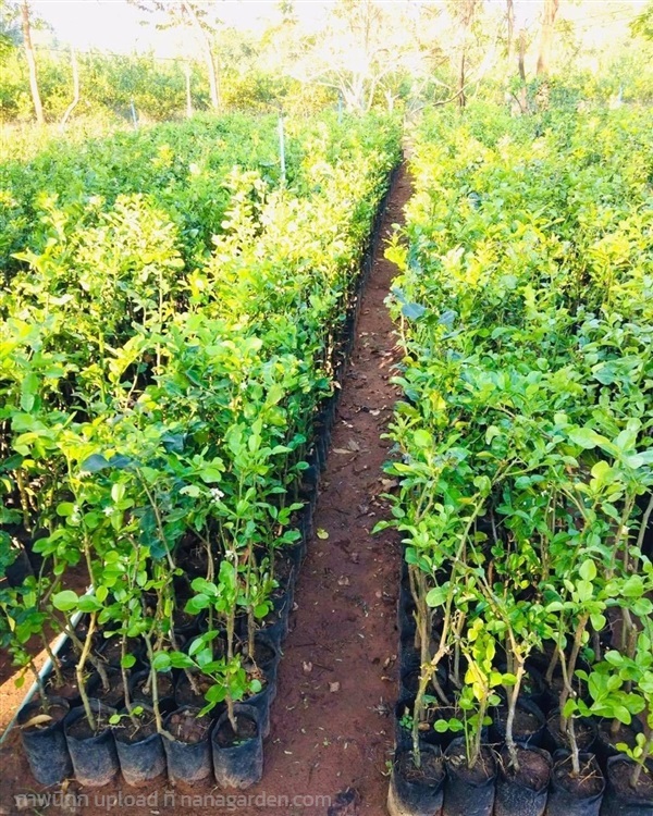กิ่งมะกรูด กิ่งพันธุ์มะกรูดตัดใบ ตอนกิ่ง(มีตลอดทั้งปี) | จากใจฟาร์ม - เมืองราชบุรี ราชบุรี