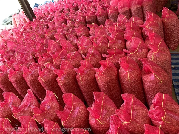 กระทียมไทยแกะกลีบ 1 กระสอบ 10 กิโลกรัม | Chiangdao Garlic กระเทียม - เชียงดาว เชียงใหม่