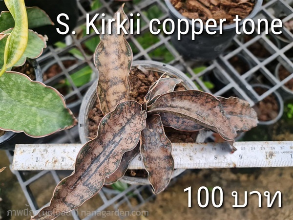 ขายลิ้นมังกรสีสำริดฟอร์มกอ "S. Kirkii copper tone" | proud garden - เมืองนครปฐม นครปฐม