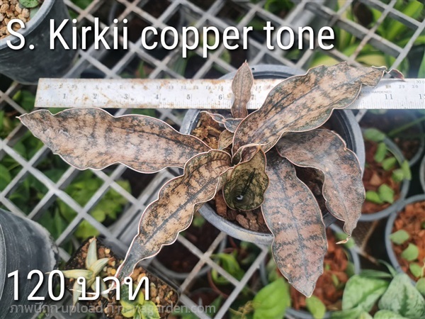 ขายลิ้นมังกรสีสำริดฟอร์มกอ "S. Kirkii copper tone" | proud garden - เมืองนครปฐม นครปฐม