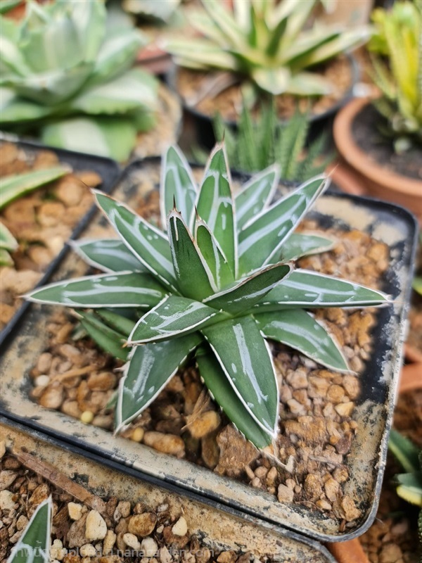 ขายอากาเว่วิคตอเรีย "Agave victoeiae reginae" | proud garden - เมืองนครปฐม นครปฐม