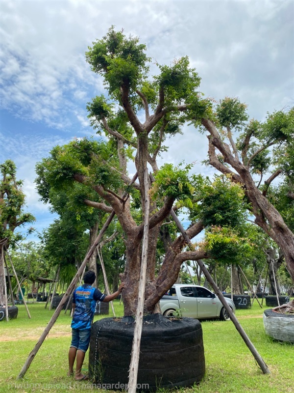 ต้น เสม็ดแดง ขนาดลำต้น 24 นิ้ว | สวนตั้มเครนพันธ์ไม้ - แก่งคอย สระบุรี