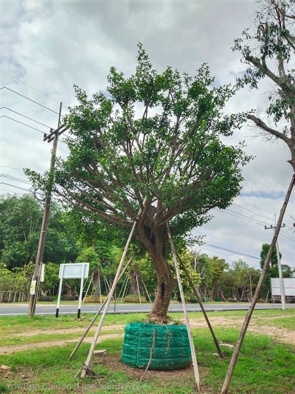 ต้นมั่งมีศรีสุข ลีลา | สวนแม่แหวน ตลาดต้นไม้ผึ้งรวงสระบุรี -  สระบุรี