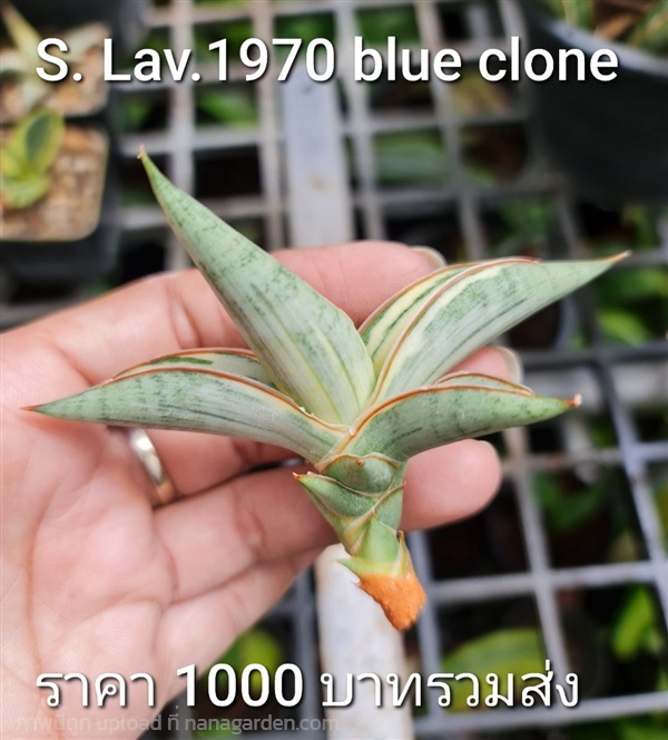 ขายลิ้นมังกรหน่อตัดสด S. Lav.1970 (blue clone) | proud garden - เมืองนครปฐม นครปฐม