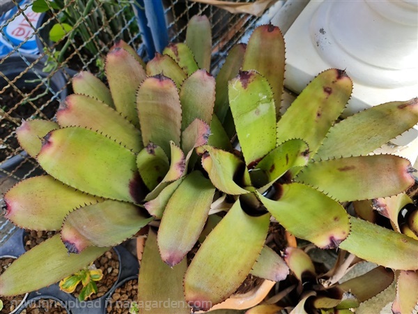 ขายสับปะรดสีหนามโหดกอใหญ่ "Neo. Cacharodron big sp | proud garden - เมืองนครปฐม นครปฐม