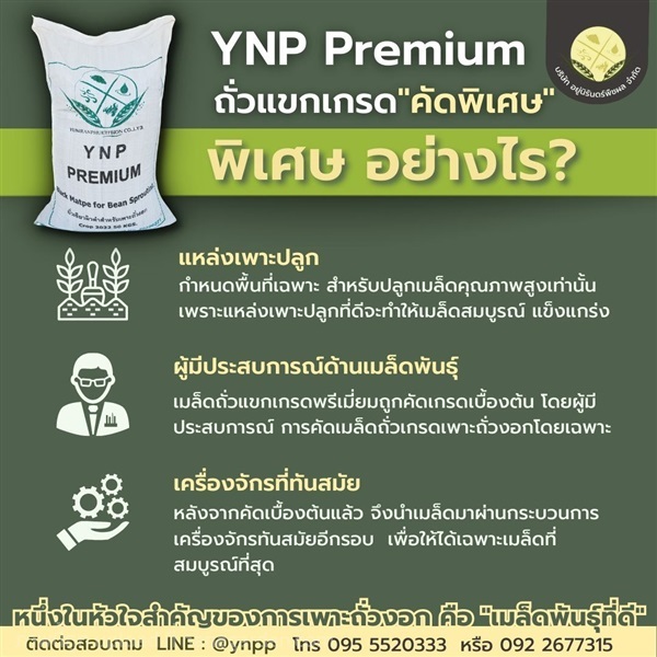 ถั่วแขก YNP Premium (สำหรับเพาะถั่วงอก) | บริษัท อยู่นิรันดร์พืชผล จำกัด - วิหารแดง สระบุรี