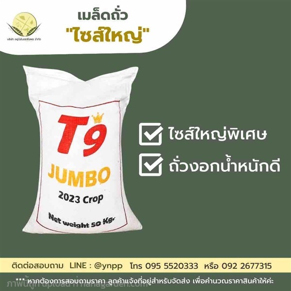 ถั่วแขก T9 Jumbo (สำหรับเพาะถั่วงอก) | บริษัท อยู่นิรันดร์พืชผล จำกัด - วิหารแดง สระบุรี