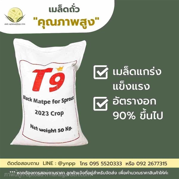 ถั่วแขก T9 (สำหรับเพาะถั่วงอก) | บริษัท อยู่นิรันดร์พืชผล จำกัด - วิหารแดง สระบุรี