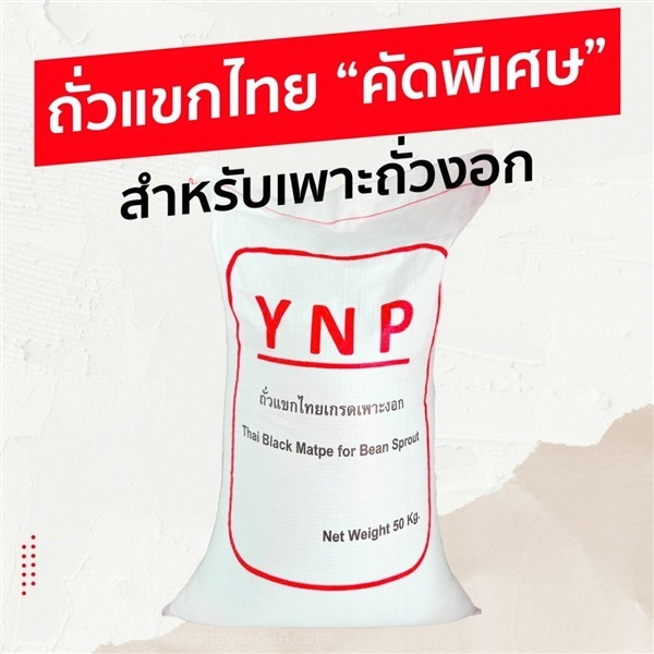 ถั่วแขกไทย YNP สีแดง (สำหรับเพาะถั่วงอก) | บริษัท อยู่นิรันดร์พืชผล จำกัด - วิหารแดง สระบุรี