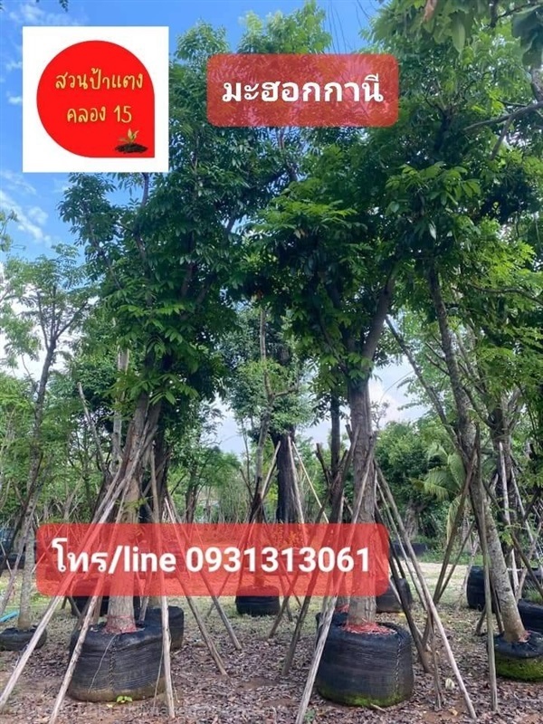 ต้นมะฮอกกานี  สวนป้าแตงคลอง 15 | สวนป้าแตง คลอง 15 -  นครนายก