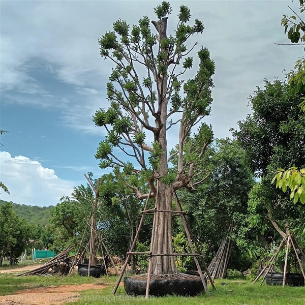 มั่งมี | สุชัญสินี พันธุ์ไม้ - องครักษ์ นครนายก