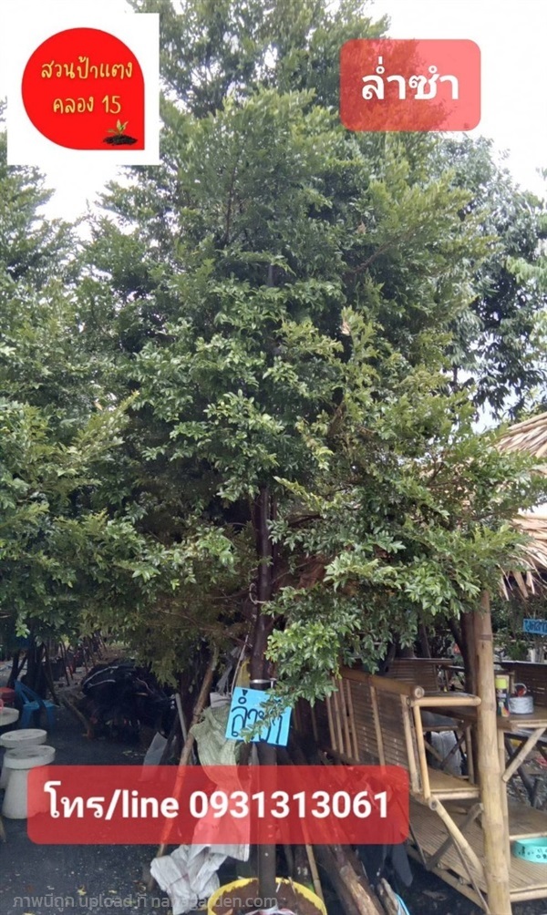 ต้นล่ำซำ ไม้มงคล สูง 4.5 - 5 เมตร | สวนป้าแตง คลอง 15 -  นครนายก